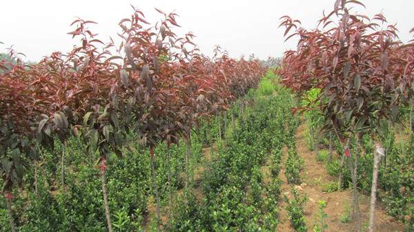 紫葉碧桃--長(zhǎng)景園林