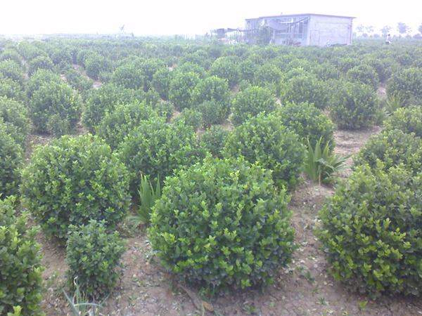 沭陽衛(wèi)矛球現(xiàn)場圖片 沭陽衛(wèi)矛球現(xiàn)場圖片