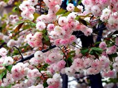 較大的櫻花樹基地，只有你不知道在哪里吧？