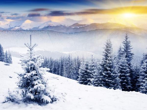 見過這樣的雪松造型樹嗎？美到你想不到