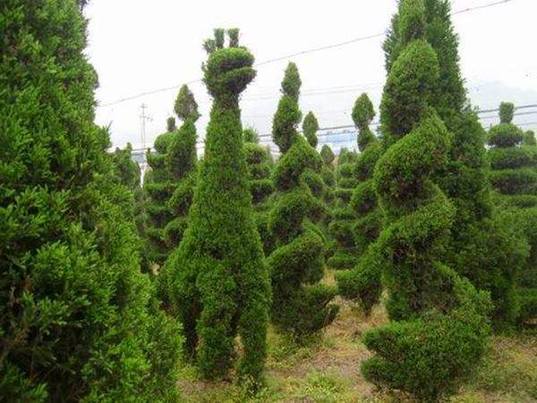 勁爆眼球的檜柏造型，心都醉了