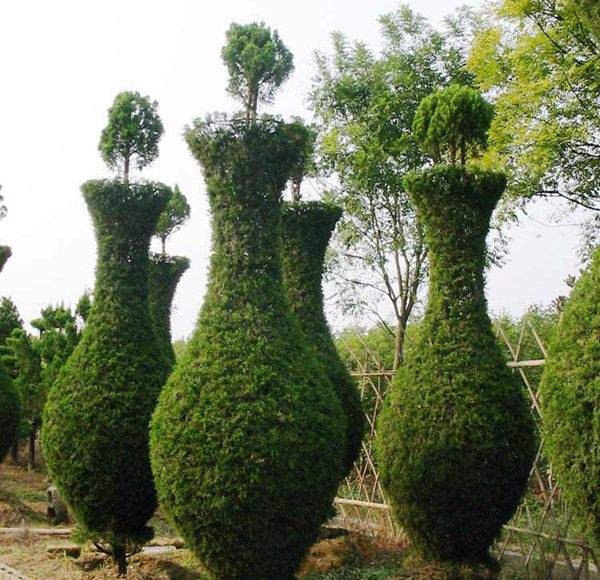 勁爆眼球的檜柏造型，心都醉了