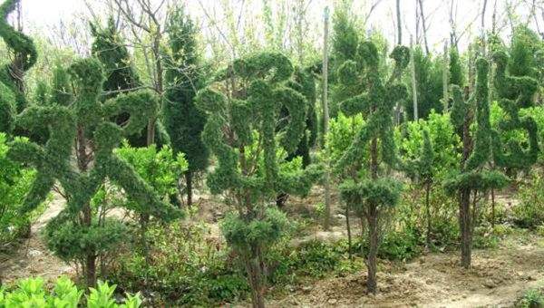 勁爆眼球的檜柏造型，心都醉了