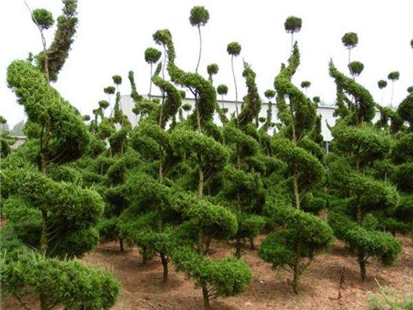 勁爆眼球的檜柏造型，心都醉了