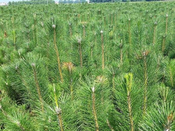 黑松--長景園林 黑松--長景園林