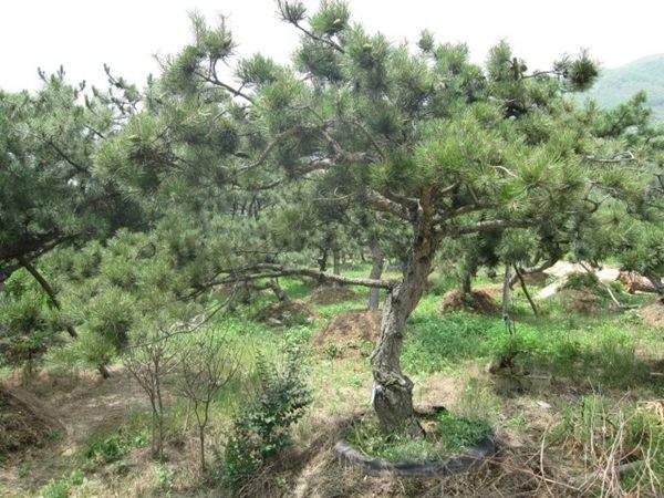 黑松--長景園林 黑松--長景園林