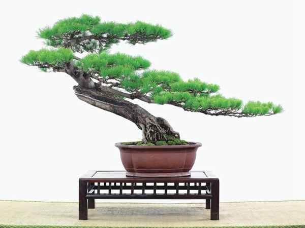 有著百變?cè)煨椭醯奈遽標(biāo)墒窃鯓訜挸傻?/><br/></div><p><strong>(1）取、審材</strong><br/>我國(guó)引種栽培五針?biāo)?，由于結(jié)實(shí)少，且多發(fā)育不良，種粒<a href='http://www.x6624.cn/huahaijianshe/138890.html' target='_blank'>發(fā)芽率</a>低，故多采用嫁接法繁殖。<br/>盆栽五針?biāo)?，是制作五針?biāo)膳杈暗闹饕牧?。它的根爪，可否顯露，樁干有無(wú)彎度，哪些地方突出好看，都要仔細(xì)審視一番。通過(guò)審材，找出好觀賞面。五針?biāo)捎^賞價(jià)值高低，在于姿色的奇妙與否。通過(guò)審材，進(jìn)行藝術(shù)取舍，決定部分根、枝、干、針葉的去留。<br/><strong>(2）上盆</strong><br/>①選盆：五針?biāo)勺藨B(tài)清秀古雅、翠葉蔥籠，宜用外型古雅，色澤深沉的紫砂陶盆。懸崖式用中深圓形盆或正方盆；斜干式、直干式則用長(zhǎng)方形盆或橢圓盆；曲干式用稍深的馬槽盆；合栽式用較淺長(zhǎng)方形盆，其大小可視樹形而選定。<br/>②用土：栽植五針?biāo)傻呐柰烈擞觅|(zhì)地疏松、肥沃的微酸性土，按輕壤60%，砂土3o%a與腐殖土to％的比例以及腐熟餅肥1份混合使用，PH值5-6最宜。<br/>③栽植：五針?biāo)缮吓柙灾惨源杭拘氯~吐芽前3月左右最好，也可在秋季新枝成長(zhǎng)后8月中旬至9月進(jìn)行。上盆前修剪傷根、爛根，剪短粗根，在剪口上涂蠟，以防松脂外流。栽時(shí)盆土要稍干，盆底墊一層碎瓦片及粗砂之類，以利排水透氣。<br/>④造型與布局：五針?biāo)芍l自然形成層片，層次分明，線條清晰；生長(zhǎng)緩慢，枝干上無(wú)不定芽萌發(fā)，因此不耐修剪。粗枝不易屈曲，蟠扎造型必須從幼齡樹開始，五針?biāo)稍煨蛻?yīng)以吊扎為主，結(jié)合修剪，作為基本方法。<br/>制作五針?biāo)膳杈?，和其它?盆栽五針?biāo)?，是制作五針?biāo)膳杈暗闹饕牧?。它的根爪，可否顯露，樁干有無(wú)彎度，哪些地方突出好看，都要仔細(xì)審視一番。通過(guò)審材，找出好觀賞面。五針?biāo)捎^賞價(jià)值高低，在于姿色的奇妙與否。通過(guò)審材，進(jìn)行藝術(shù)取舍，決定部分根、枝、干、針葉的去留。<br/><br/><strong>制作五針?biāo)膳杈?，和其它盆景一樣，要注重盆面的布局，要講究自然，給人以舒適的美感。</strong><br/>盆面布局，應(yīng)有疏有密，或“疏能走馬”，或“密不通風(fēng)”。要突出主體，在一盆中，合栽幾株五針?biāo)桑怀鲋黧w，其余則為烘托與陪襯。<br/>盆面布局，要講究層次，這在盆中表現(xiàn)為粗細(xì)、大小的對(duì)比。細(xì)到一枝一根上下功夫，使之形象生動(dòng)，景中有景。樹樁的枝干、針片，各占盆面多少位置，樹、石、亭、橋、屋宇、人物小品等配件的大小，要精心安排，恰到好處，突出盆景主題。總之充分運(yùn)用藝術(shù)造型和造景手法以提高盆景的整體藝術(shù)美。<br/><br/></p><div align=