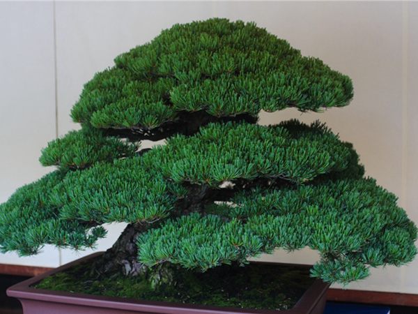 有著百變?cè)煨椭醯奈遽標(biāo)墒窃鯓訜挸傻?/><br/></div><p><strong>盆景的養(yǎng)護(hù)</strong><br/>(1）澆水<br/>盆土表面見干即澆透水。五針?biāo)上财赏粒膳柰灵L(zhǎng)濕不干。喜葉水，可常噴葉水。五針?biāo)上矟駶?rùn)空氣，夏、秋天氣干燥時(shí)，要進(jìn)行地面噴水，以增加小環(huán)境的空氣濕度。<br/>(z）施肥<br/>五針?biāo)刹幌泊蠓?、濃肥，施肥過(guò)多易傷根。在缺肥控水的情況下，可促其長(zhǎng)成蒼老的姿態(tài)。可在3-5月和9-11月，每月施淡肥水一次，6-8月不宜施肥。對(duì)幼樹可多施春肥，以加快生長(zhǎng)，對(duì)成樹可在秋季多施一些肥，以利保型和越冬需要。<br/>(3）修剪<br/>五針?biāo)尚藜糁饕钦浚刂粕L(zhǎng)，保持樹形美觀。一般在每年3-4月間，新芽伸長(zhǎng)而未成針前，可視情況摘掉部分芽。如頂芽過(guò)密，長(zhǎng)勢(shì)旺盛可以多摘，反之少摘，摘芽宜在晴天進(jìn)行，傷口易愈合。此外還要根據(jù)樹形美的需要來(lái)考慮適度修剪，剪去過(guò)密枝、弱枝、枯枝以及多余枝條。枝條剪除宜在秋后進(jìn)行，為防止傷口流脂，應(yīng)及時(shí)用蠟封口為好。<br/>(4)病蟲害防治<br/>五針?biāo)沙Ｒ娙~銹病、根腐病、煤污病，介殼蟲、蚜蟲、紅蜘蛛等為害，可于冬季噴灑30倍石硫合劑或用農(nóng)藥予以防治。同時(shí)要注意通氣透光，盆土不宜過(guò)濕，以利于防治病蟲害。<br/></p>
      </div>



      
    </article>
  </main>

</div>
<footer id=