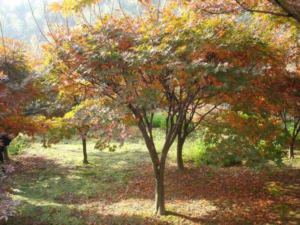 紅楓作衫，白楊為裙，美的傾國傾城！