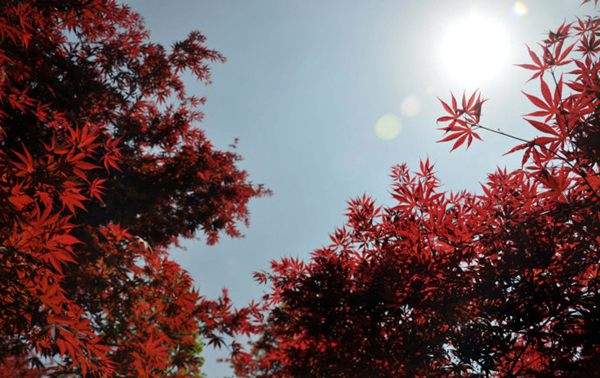 紅楓作衫，白楊為裙，美的傾國傾城！