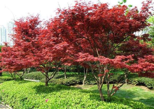 紅楓作衫，白楊為裙，美的傾國傾城！