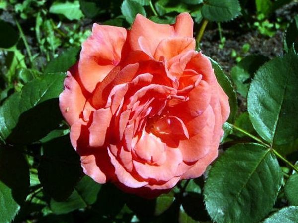 ‘美利堅’(America) ‘美利堅’(America)