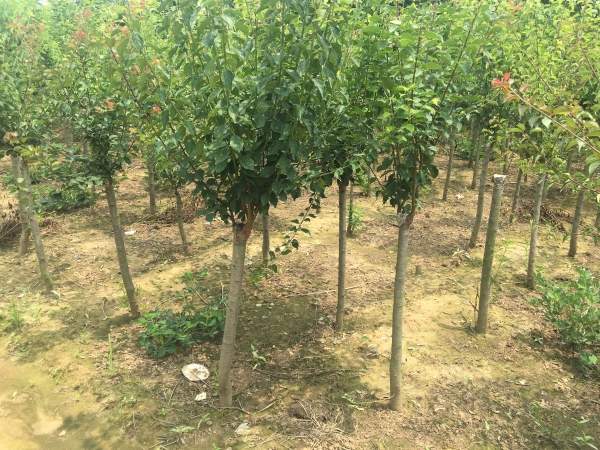 國(guó)內(nèi)數(shù)一數(shù)二紅梅花產(chǎn)地,你知道幾個(gè)