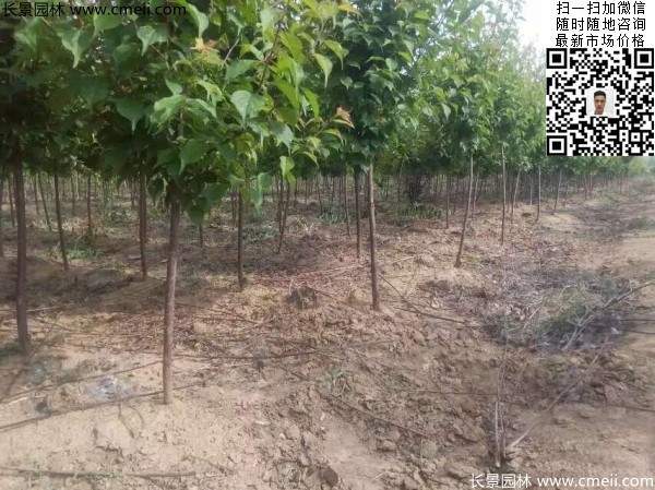 國(guó)內(nèi)數(shù)一數(shù)二紅梅花產(chǎn)地,你知道幾個(gè)