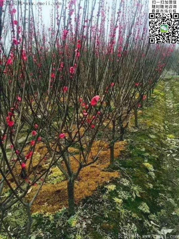 國(guó)內(nèi)數(shù)一數(shù)二紅梅花產(chǎn)地,你知道幾個(gè)