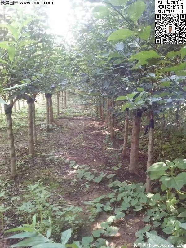 國(guó)內(nèi)數(shù)一數(shù)二紅梅花產(chǎn)地,你知道幾個(gè)