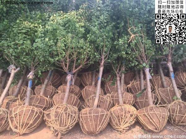 國(guó)內(nèi)數(shù)一數(shù)二紅梅花產(chǎn)地,你知道幾個(gè)