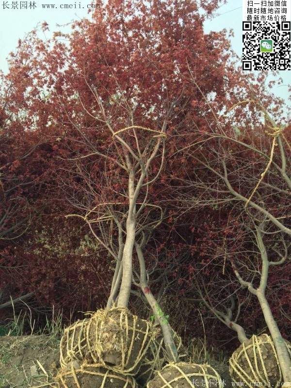 中國紅楓 中國紅楓