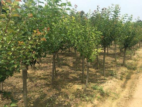 高端、大氣、上檔次的紅梅