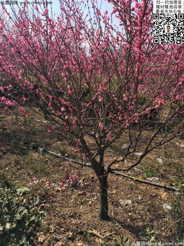 高端、大氣、上檔次的紅梅