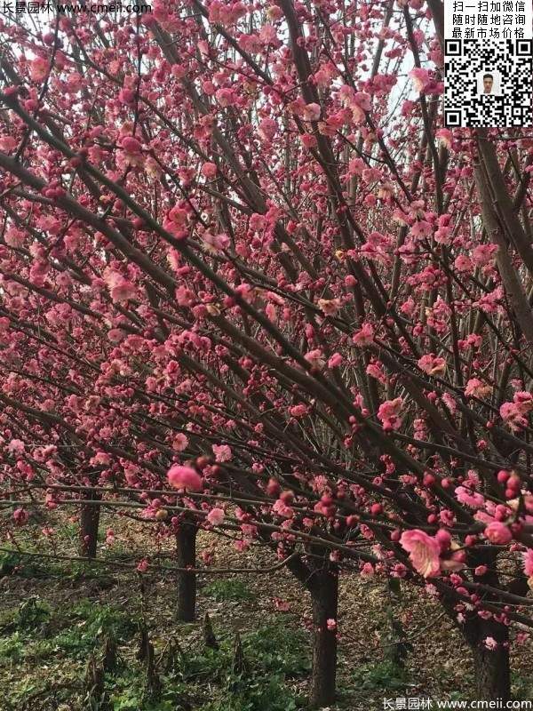 高端、大氣、上檔次的紅梅