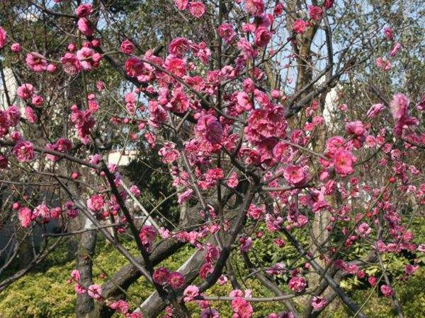 高端、大氣、上檔次的紅梅