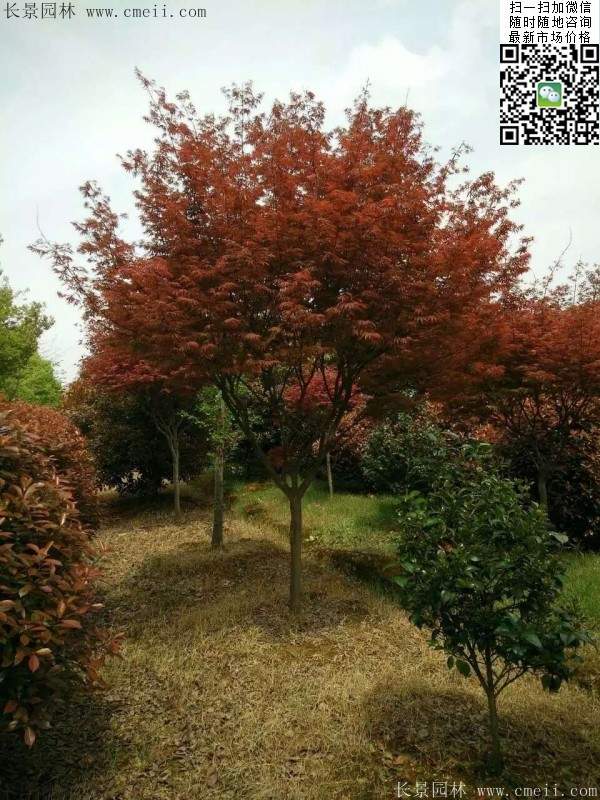 紅楓基地 紅楓基地