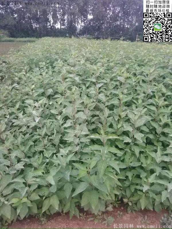 紅王子錦帶 紅王子錦帶