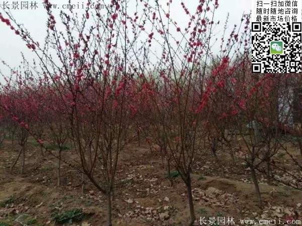 紅葉碧桃 紅葉碧桃