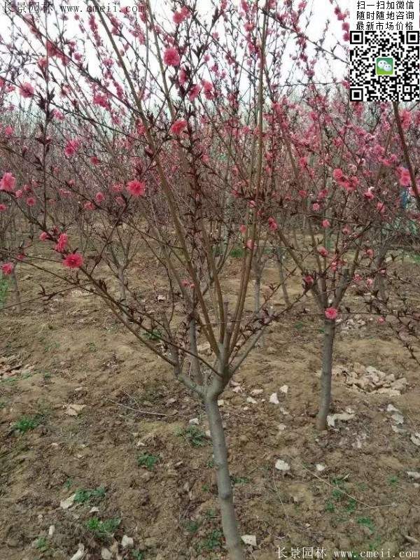 紅葉碧桃 紅葉碧桃