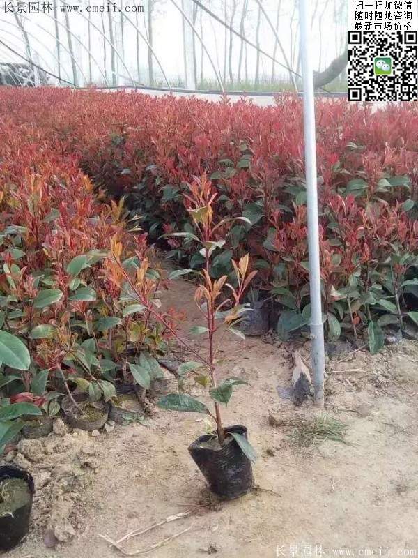 紅葉石楠小苗--長景園林 紅葉石楠小苗--長景園林