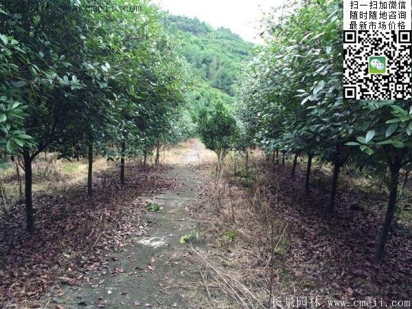 紅葉石楠樹--長景園林 紅葉石楠樹--長景園林