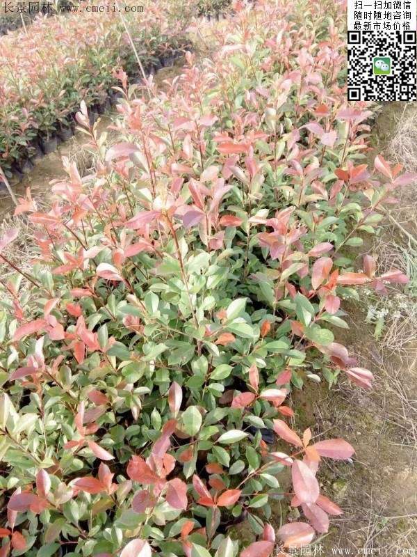 紅葉石楠--長(zhǎng)景園林 紅葉石楠--長(zhǎng)景園林