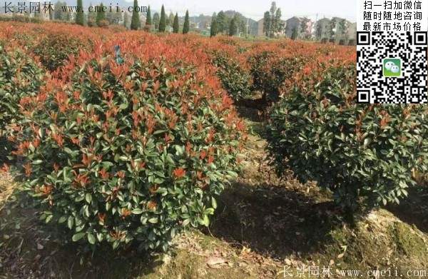 紅葉石楠--長(zhǎng)景園林 紅葉石楠--長(zhǎng)景園林