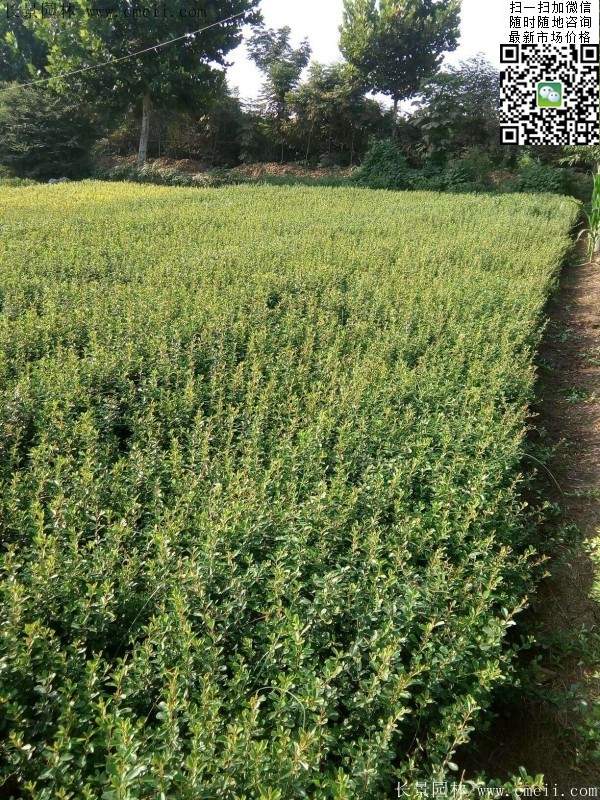 火棘--長景園林 火棘--長景園林