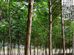 2020下半年最新苦楝樹苗價格多少錢一棵？