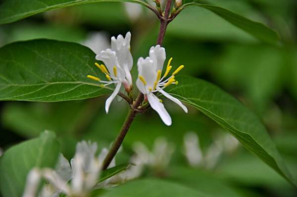 金銀木只要看一眼就迷上了，不信你就看看