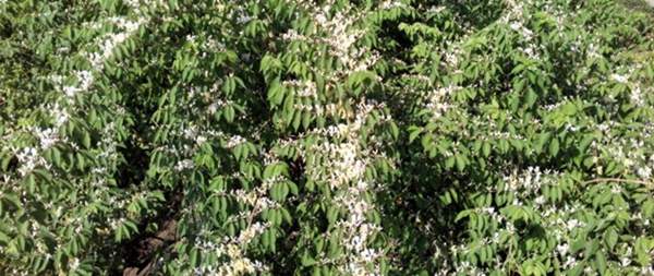 金銀木只要看一眼就迷上了，不信你就看看