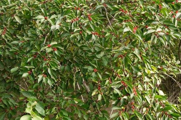 金銀木只要看一眼就迷上了，不信你就看看