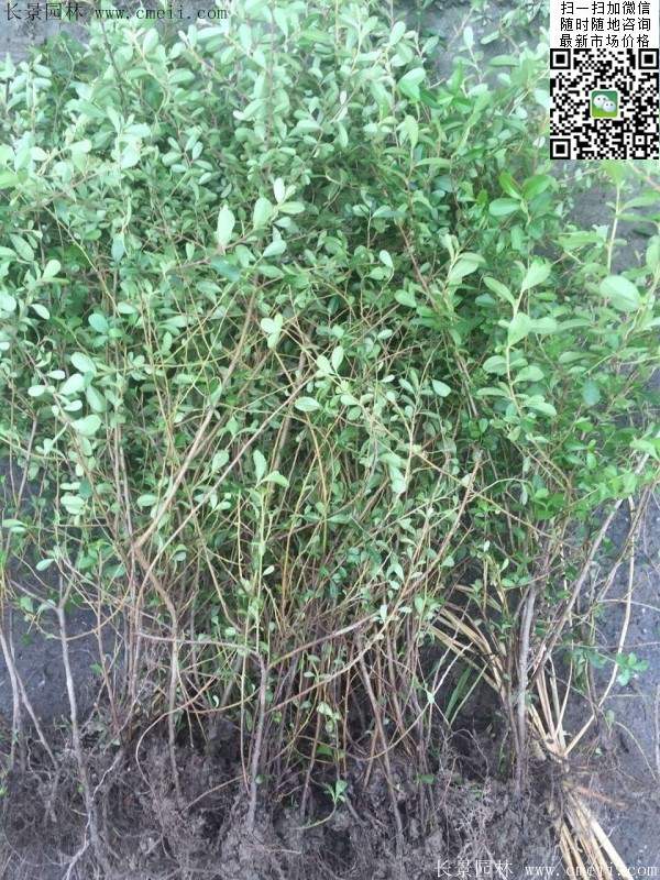 火棘苗--長景園林 火棘苗--長景園林