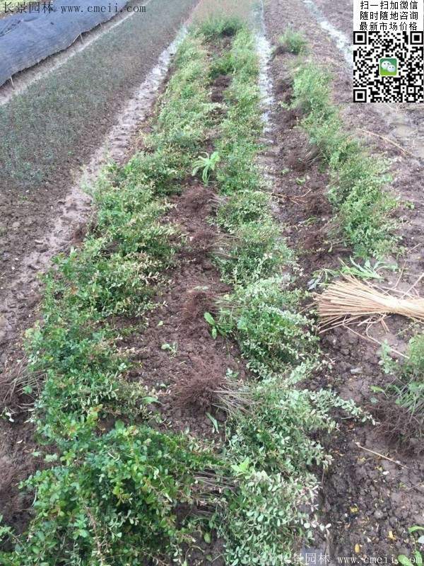 火棘苗--長景園林 火棘苗--長景園林