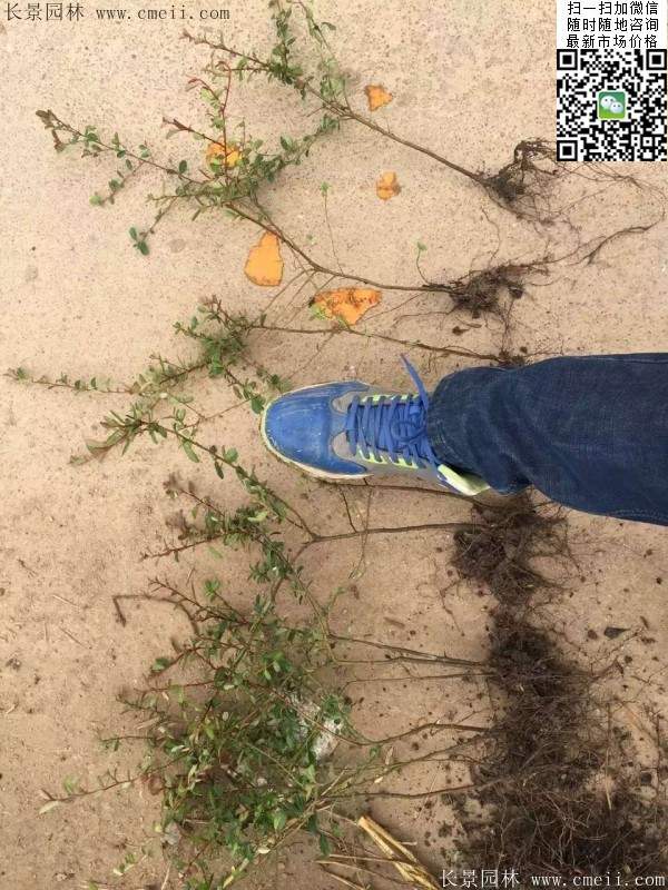 火棘苗--長景園林 火棘苗--長景園林