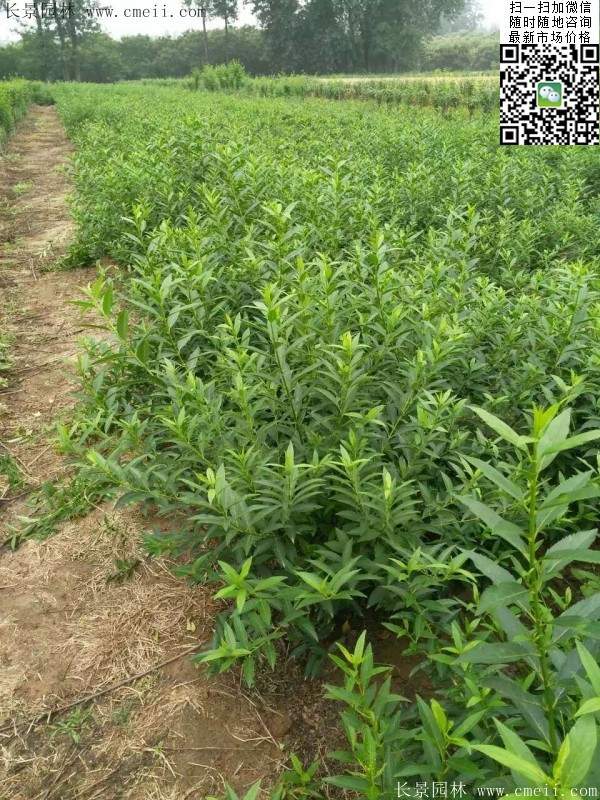 連翹--長(zhǎng)景園林 連翹--長(zhǎng)景園林