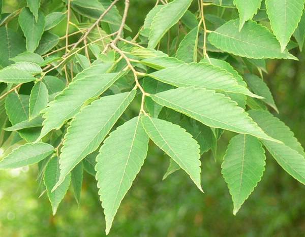 櫸樹 櫸樹