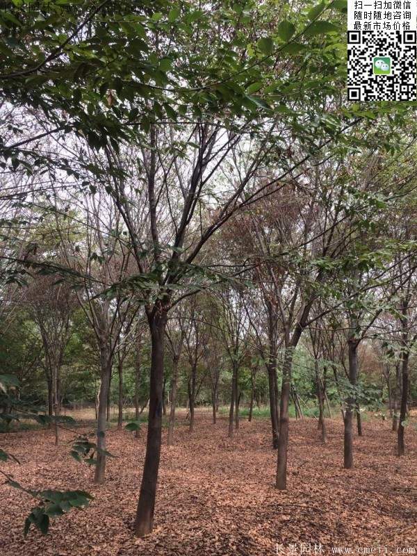 櫸樹種植 櫸樹種植