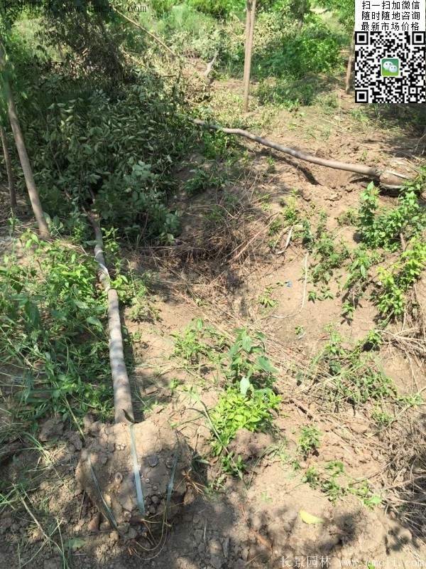 櫸樹種植 櫸樹種植