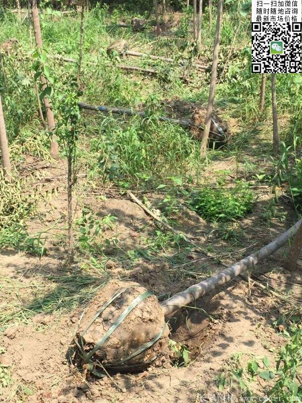 櫸樹種植 櫸樹種植