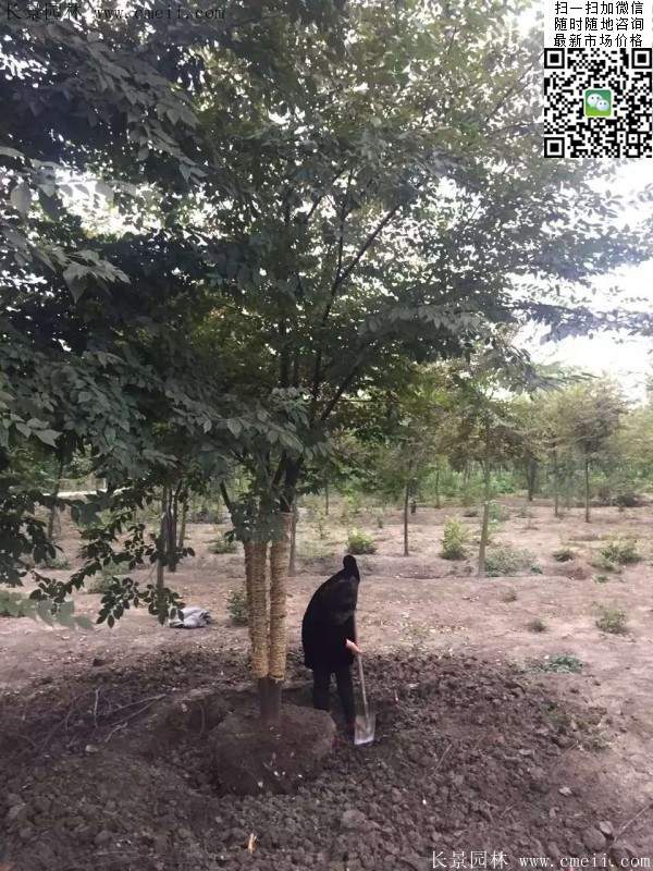 三棵櫸樹(shù)的故事