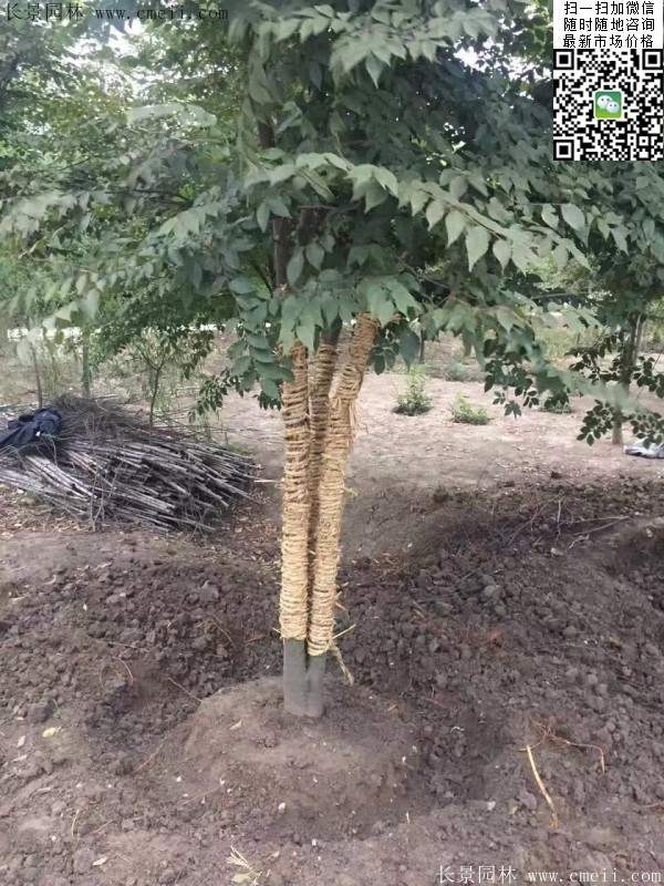 三棵櫸樹(shù)的故事