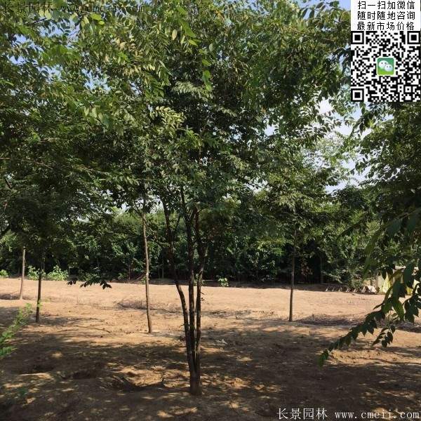 三棵櫸樹(shù)的故事